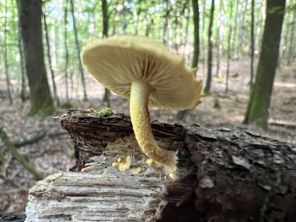 Beitragsbild zum Beitrag „Schöne Herbstferien!“