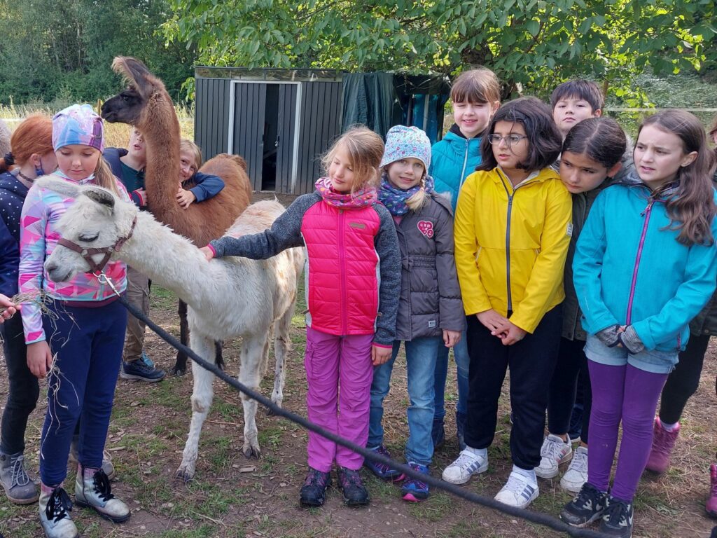 Beitragsbild zum Beitrag „4c im Alpaka-Rausch“
