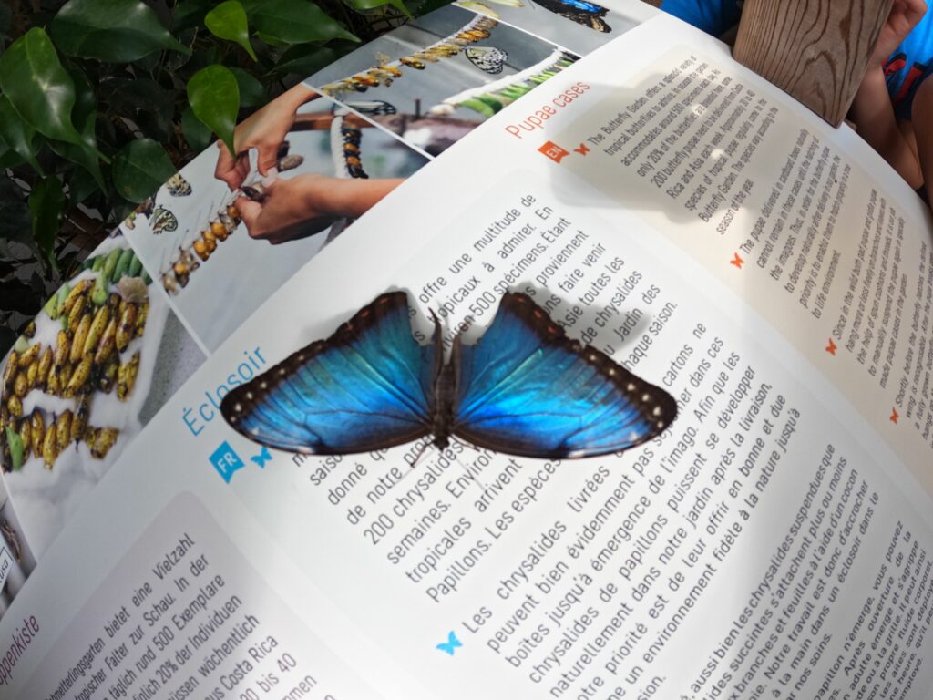 Beitragsbild zum Beitrag „Grazile Schönheiten…“
