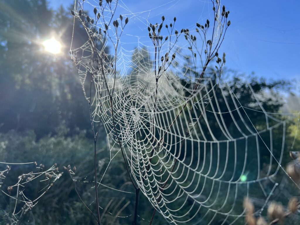 Beitragsbild zum Beitrag „Den Wert der Natur entdecken“