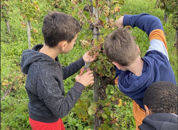 Beitragsbild zum Beitrag „Herbstzeit ist Weinlesezeit“